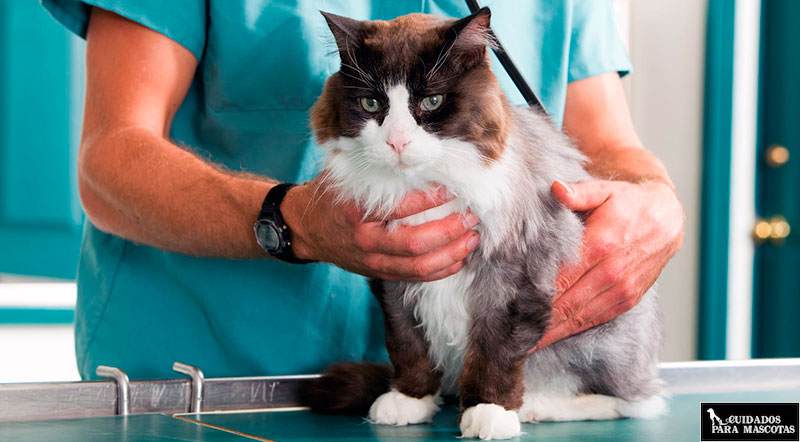 Visita a tu veterinario para prevenir los parásitos