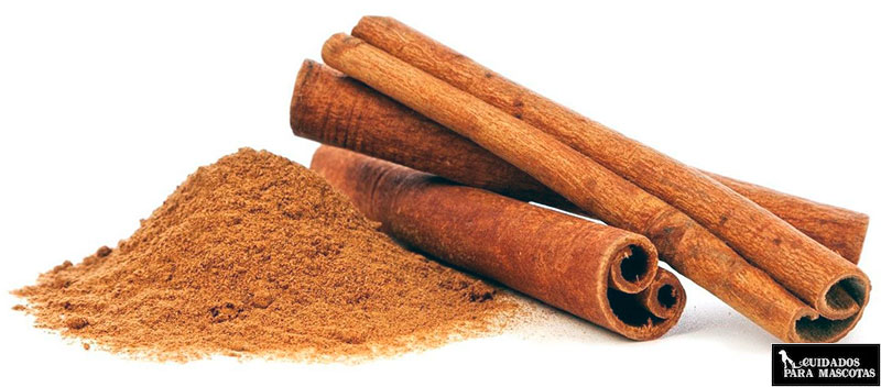 canela para el aliento de tu perro