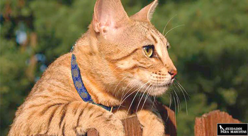 collares parasitos gatos