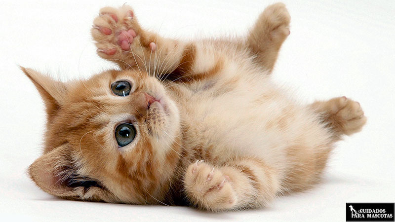 Importancia de las vitaminas y minerales en gatitos de corta edad