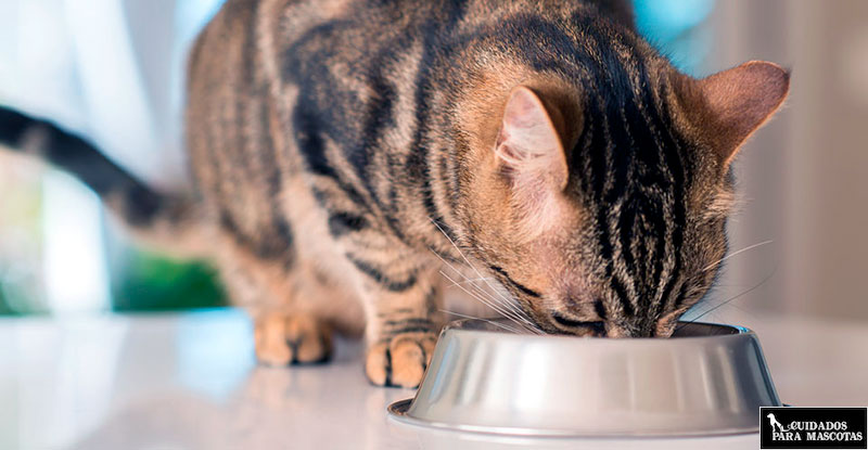 Importancia de la taurina en la comida húmeda para gatos
