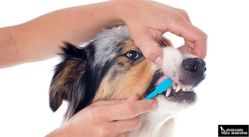 Evita el mal aliento de tu perro con el cepillado