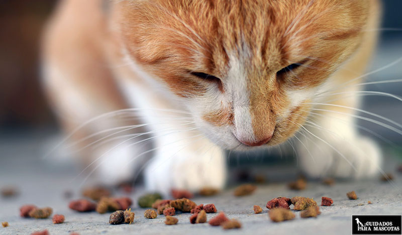 Importancia nutrientes en la alimentación felina
