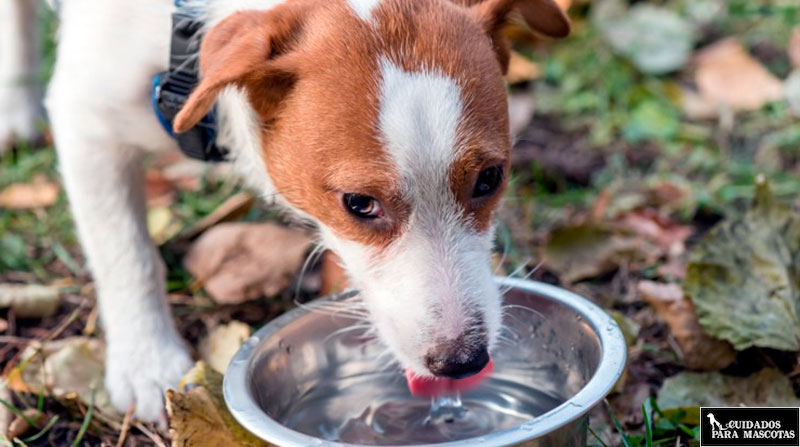 Evita el mal aliento de tu perro filtrando el agua del grifo