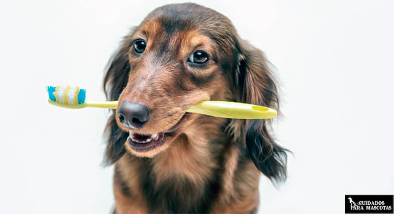 Importancia de la higiene bucal en perros