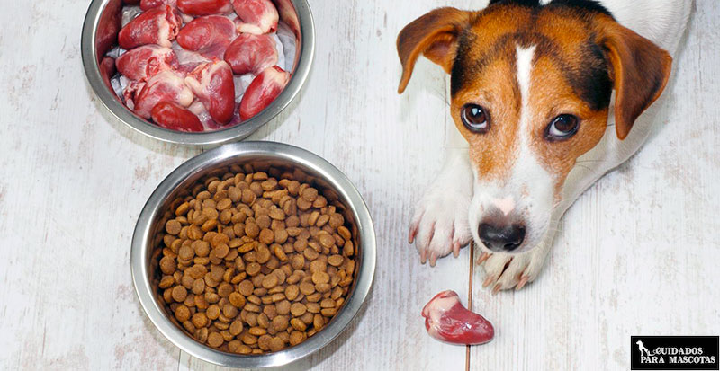 Las proteínas de calidad son esenciales para escoger un buen pienso para tu perro
