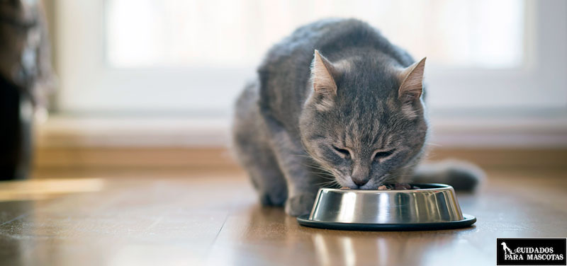Minerales y vitaminas que necesita tu gato (probióticos, taurina, 3)