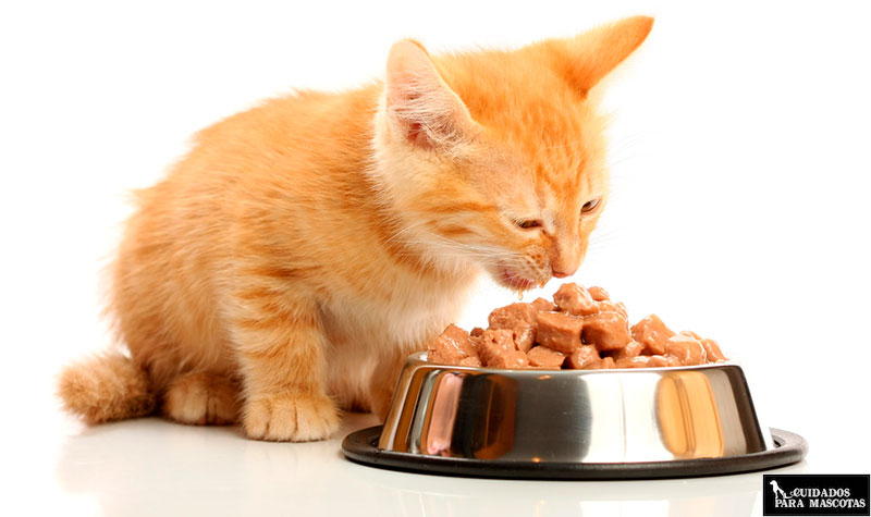 comida húmeda para gatos