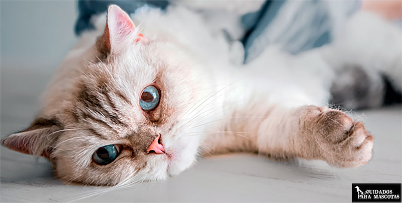 Gato esterilizado