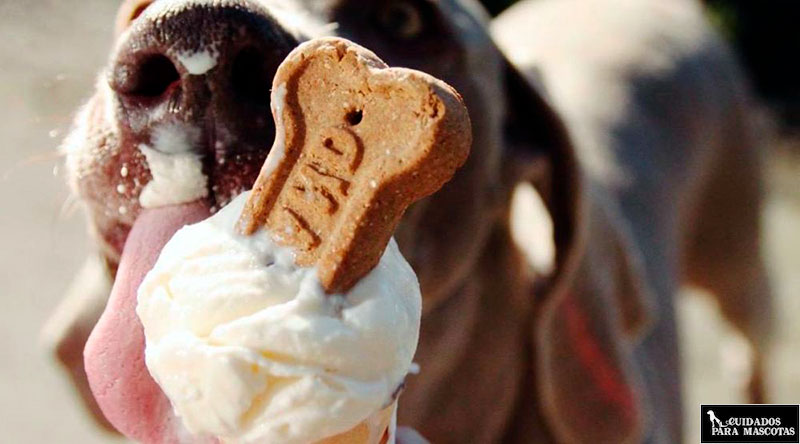 Helados caseros y sanos para tu perro