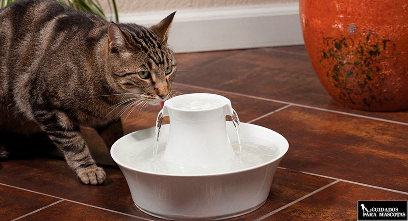 La hidratación es vital para reducir los problemas urinarios en los gatos