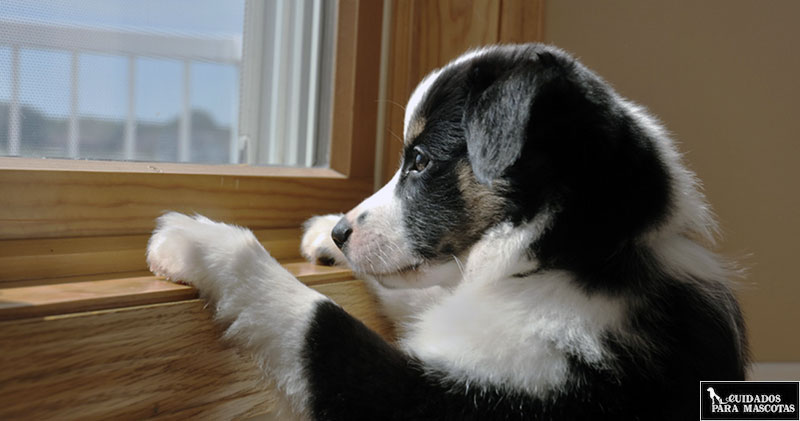 Tu perro ladra cuando no estás en casa si se aburre