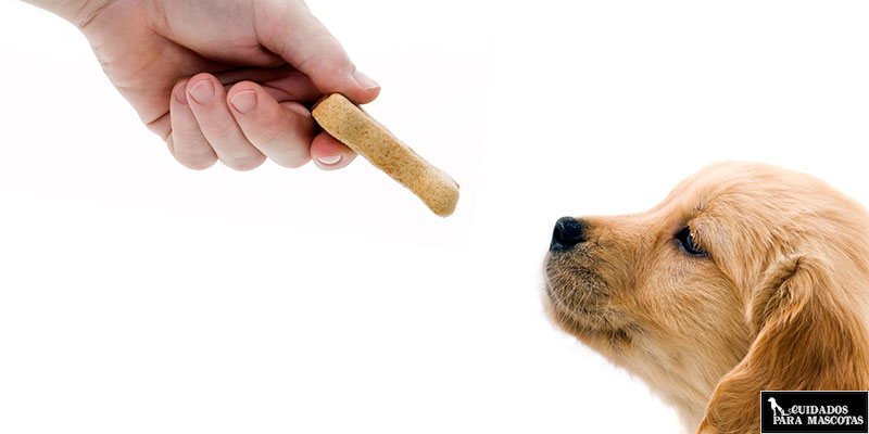 Snacks saludables para perros