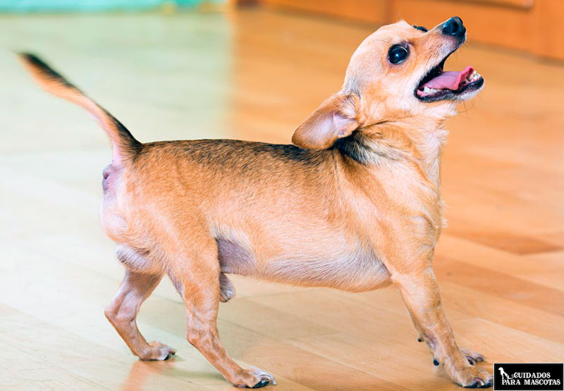 Perro 