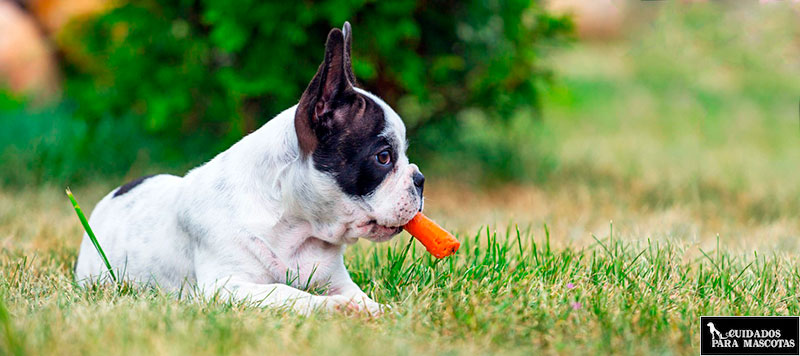 Snacks saludables para perros