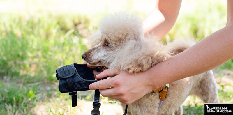 Aprende a poner un bozal a tu perro