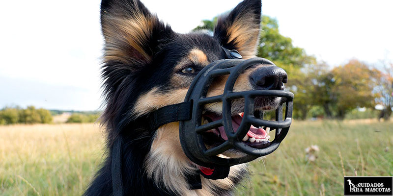 Como elegir un bozal cómodo para tu perro