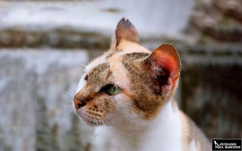 Efectos de la tiña en gatos