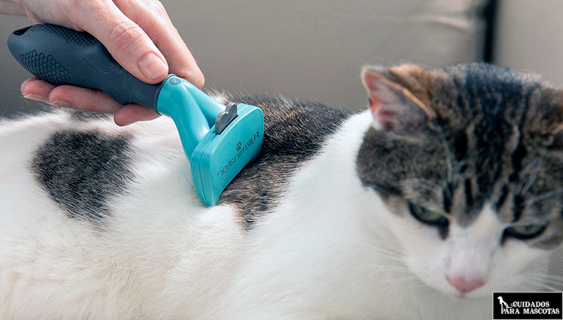 Fürminator para gatos de pelo corto