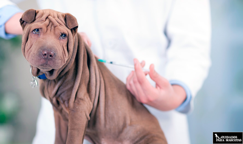Si tu perro no tiene apetito puede ser por las vacunas
