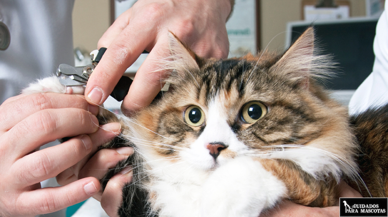 Cortar las uñas a un gato (ventajas e inconvenientes)