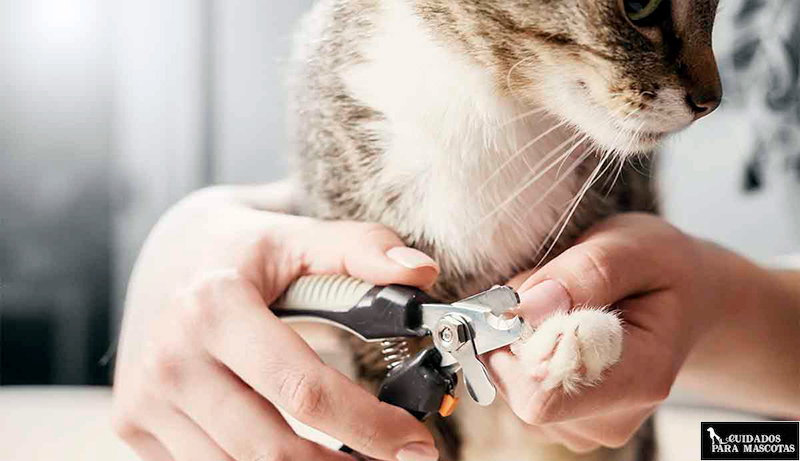Cómo cortarle las uñas a un gato