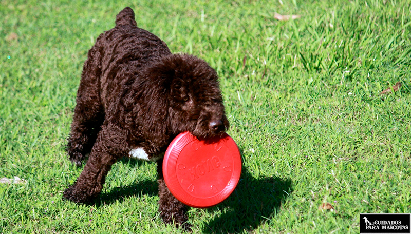 Frisbee para perros de agua