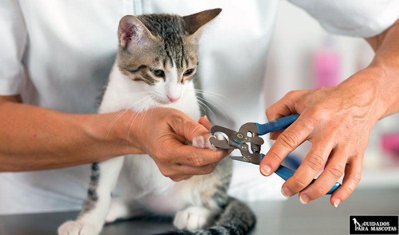Así se corta las uñas a un gato