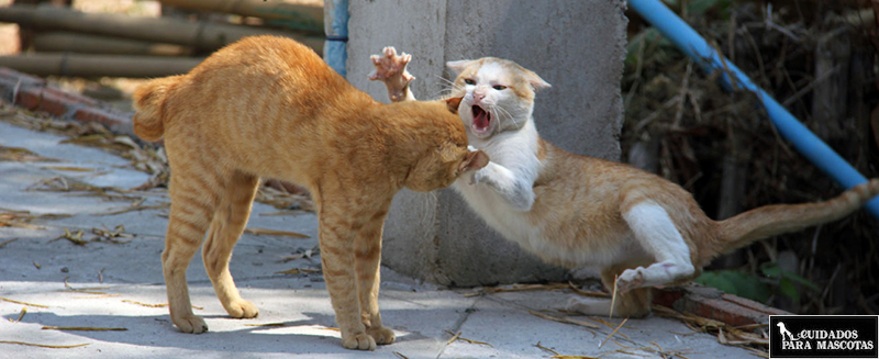 Uñas en gatos de exterior