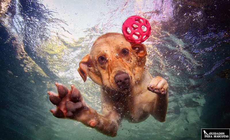 Conveniente Transformador arrebatar Los mejores juguetes para perros de agua (incluída una piscina)
