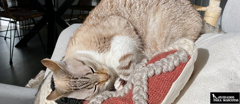 Momento de relax de tu gato