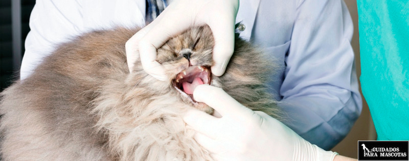 Revisa los dientes de tu gato en el veterinario