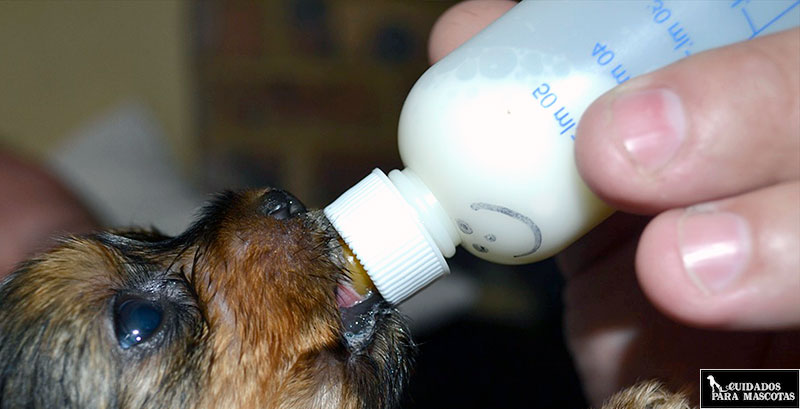 Biberón para perro