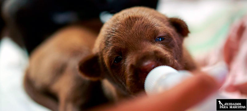 Leche para perro recién nacido