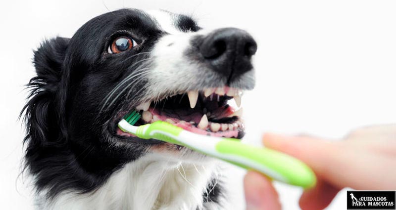 Cepilla los dientes de tu perro