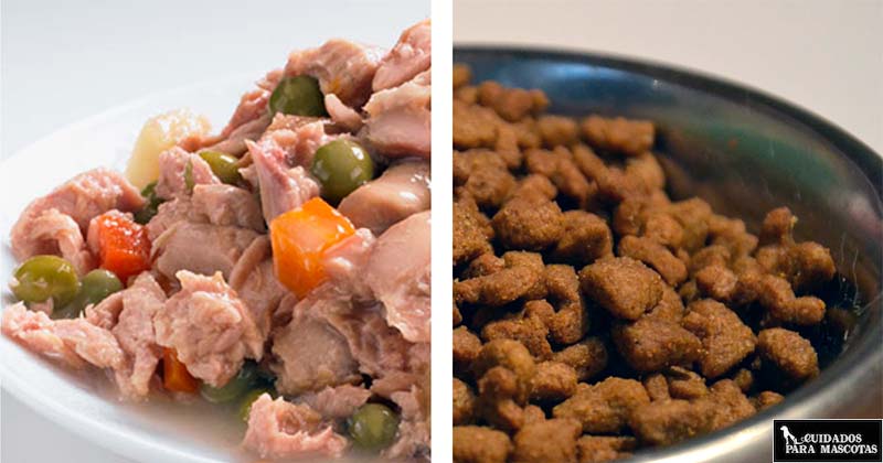 Comida húmeda o pienso seco