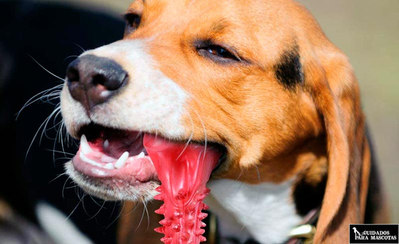 Juguetes para limpiar los dientes de tu perro