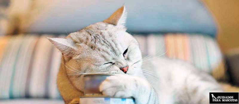 La comida húmeda es genial para prevenir problemas de salud en gatos senior