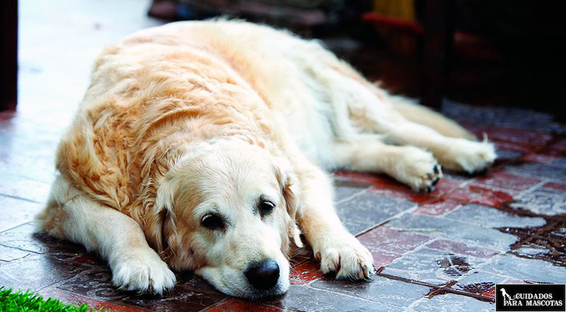 Hyaloral para perros con dolores