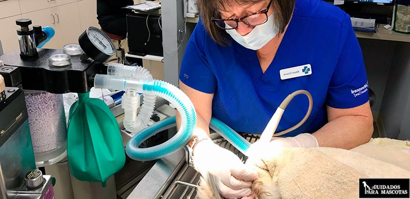 Limpieza de sarro en veterinario