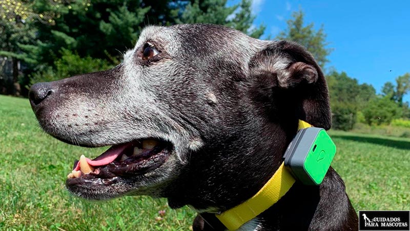  PETFON Rastreador GPS para mascotas, sin tarifa mensual,  dispositivo de collar de seguimiento en tiempo real, control de aplicación  para perros y mascotas Monitor de actividad : Electrónica