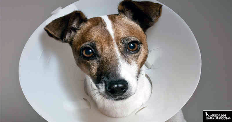 Perro operado