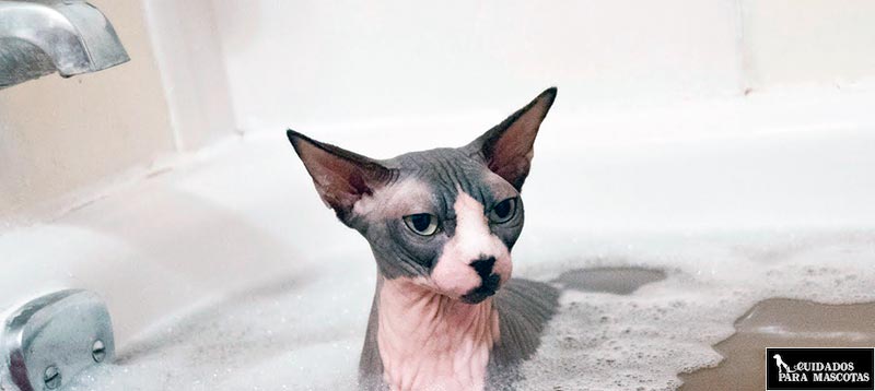 Así se baña a un gato sphynx
