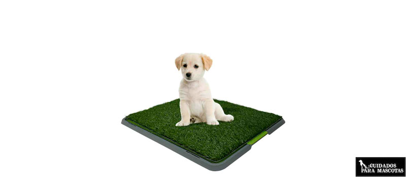 Empapador para cachorros