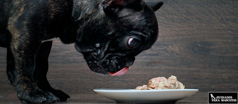 Comida húmeda para perros