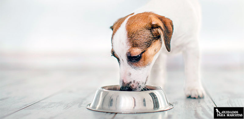 Comida húmeda para perros a base de cordero