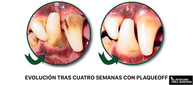 Evolución tras usar PlaqueOff