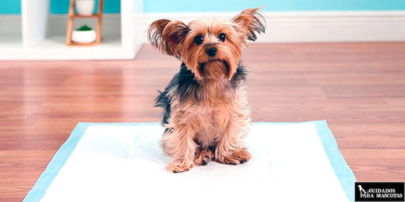 Empapadores para perros