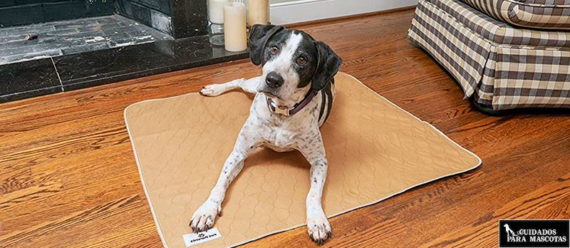 Empapador reutilizable para perros