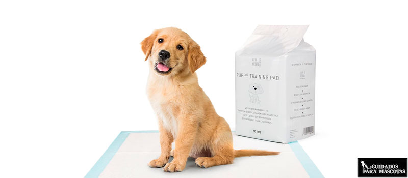 Empapadores desechables para perros